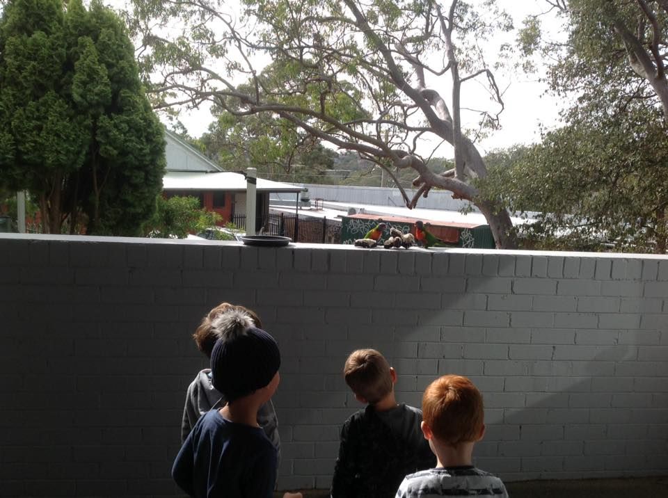 Children watching birds over the fence